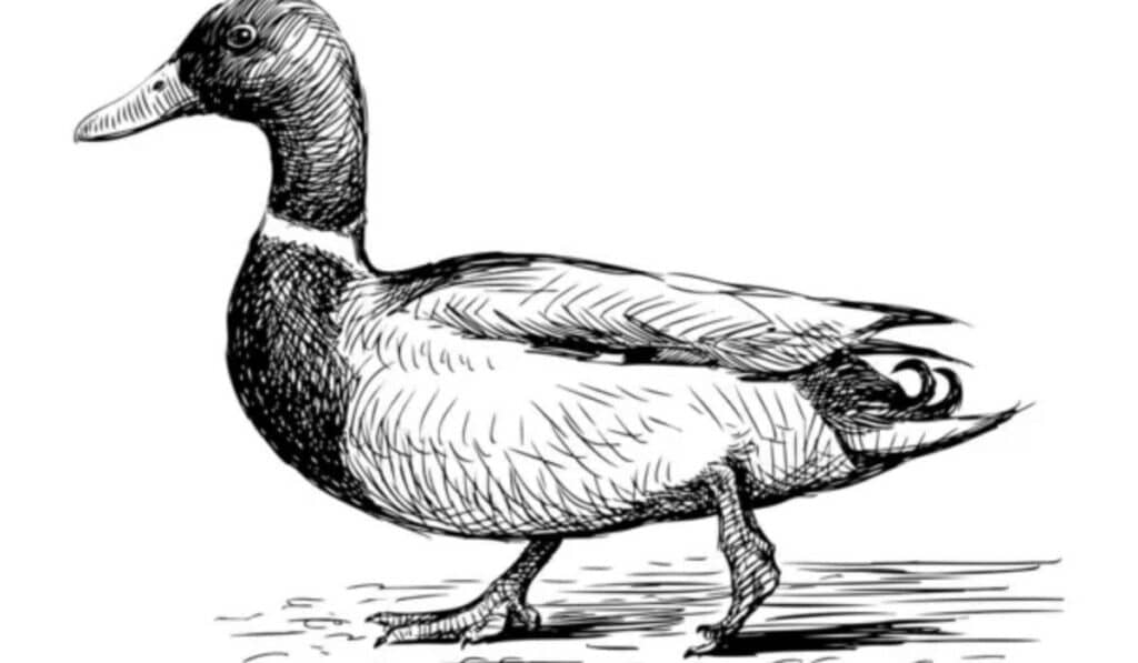 Schaap, varken en eend tekenen
