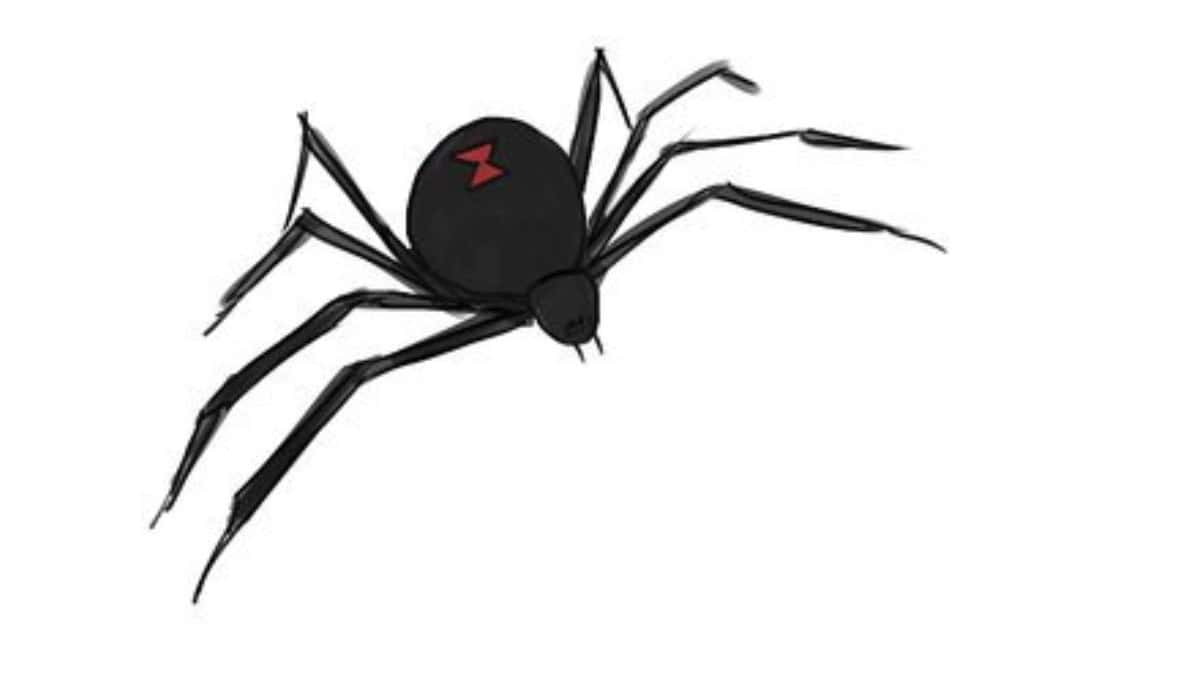 Spin Tekenen, Spinnenweb Tekenen & Vlinder Tekenen