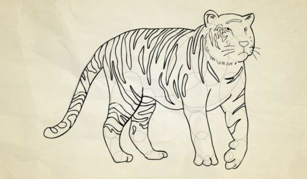 Tijger Tekenen