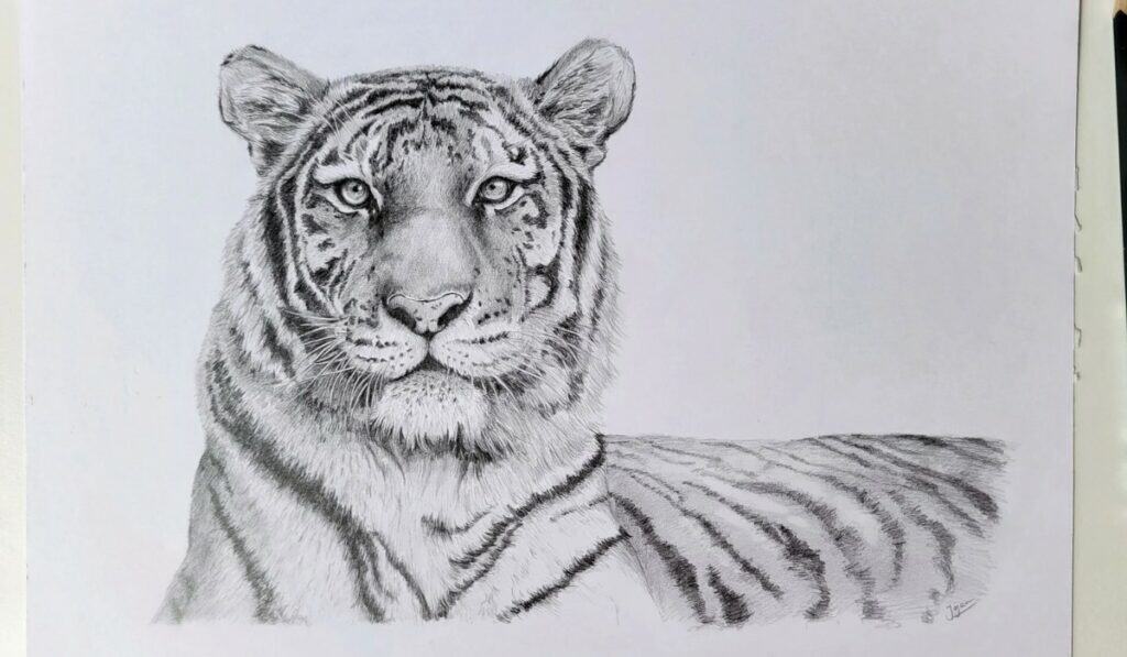 Tijger Tekenen