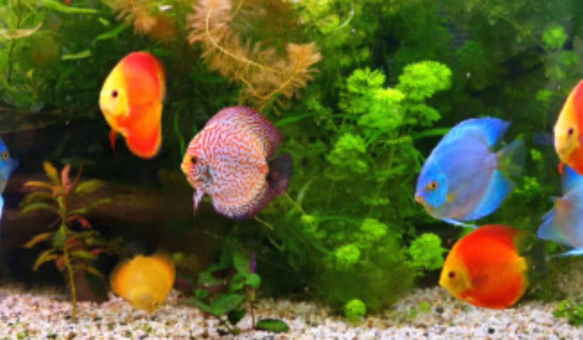 Aquarium Vissen en Planten: Complete Gids voor Beginners