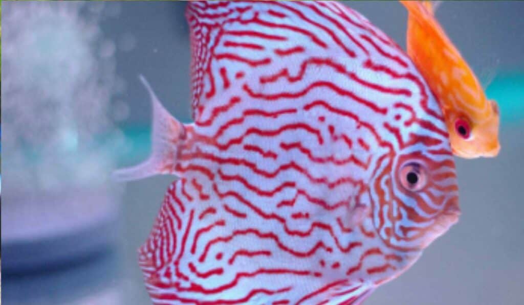 Aquarium Vissen