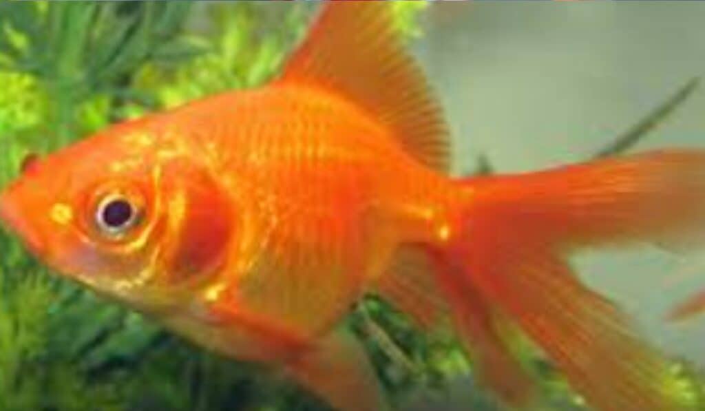 Aquarium Vissen