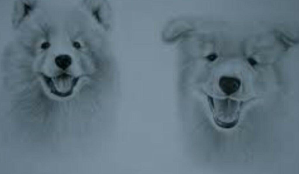 Hond Tekenen