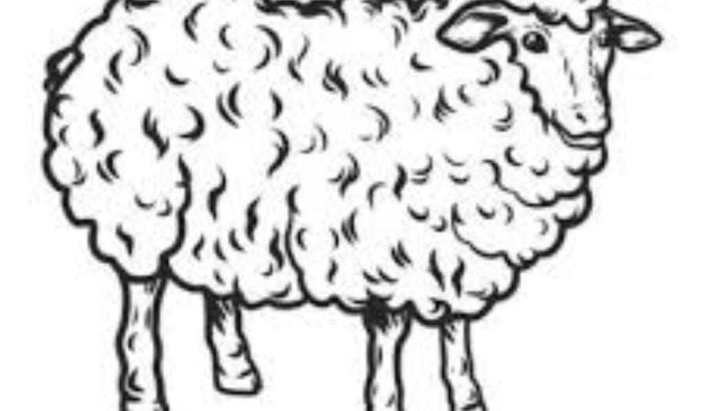 Schaap tekenen