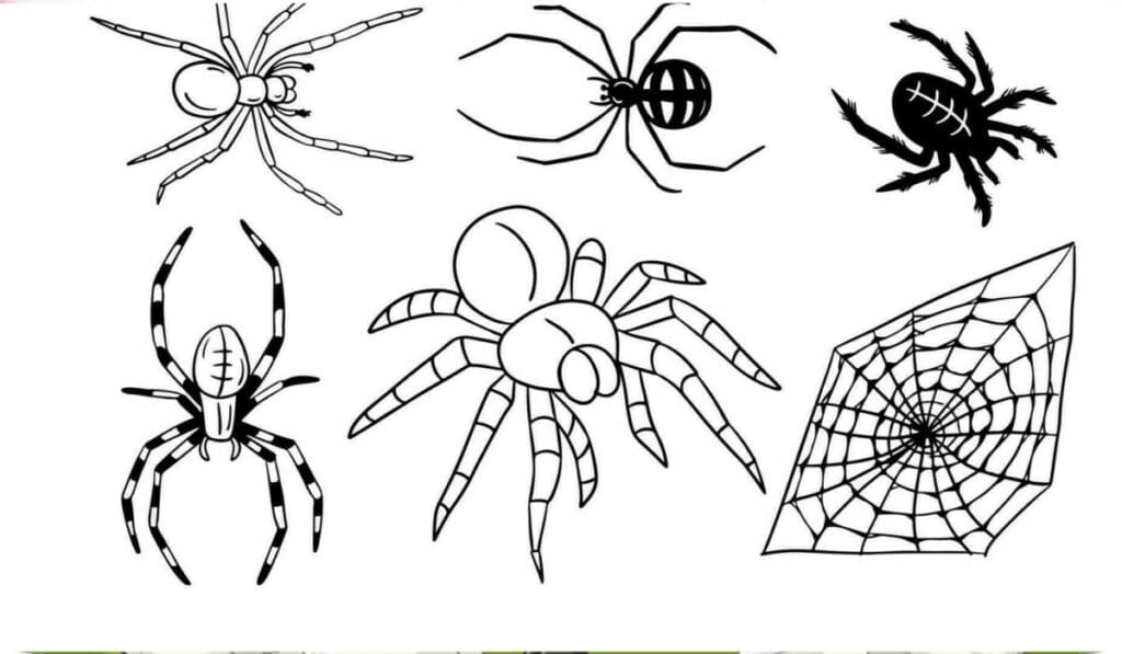 Spinnen tekenen