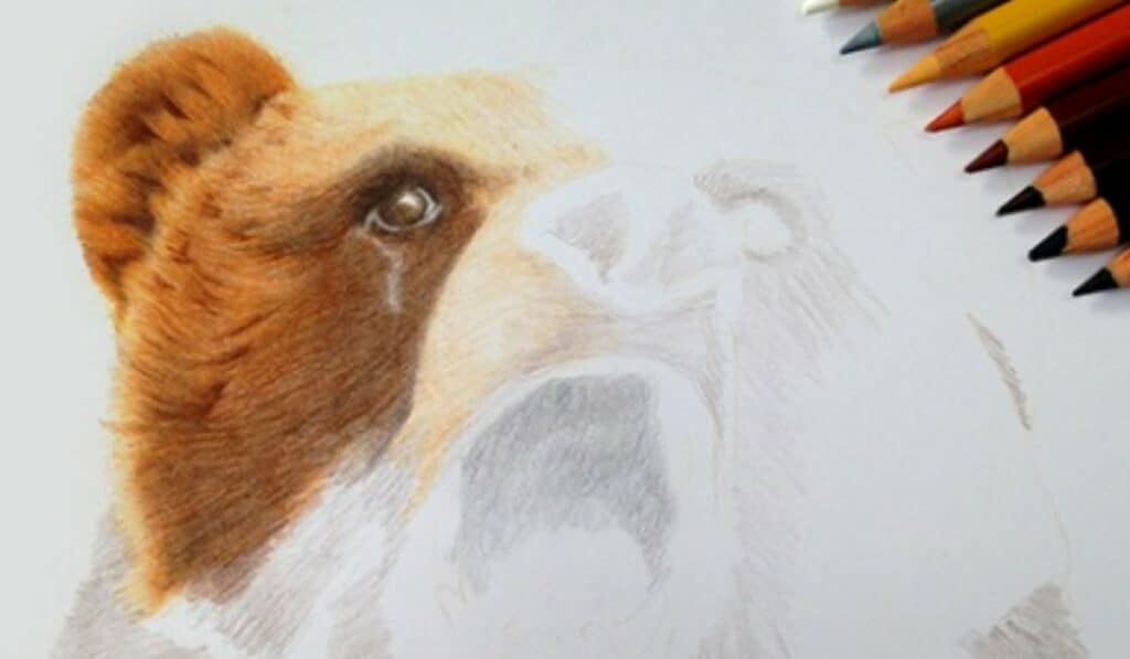 dieren kunt tekenen