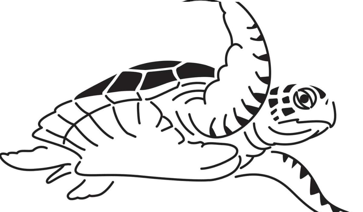 Schildpad tekenen makkelijk – rustig en overzichtelijk leren tekenen voor beginners