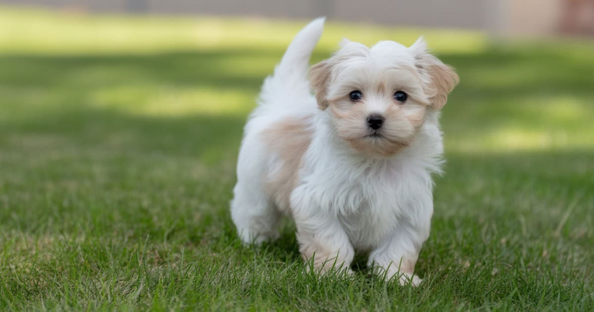 Hond Kopen of Adopteren: Complete Gids voor Puppy’s en Huisdieren