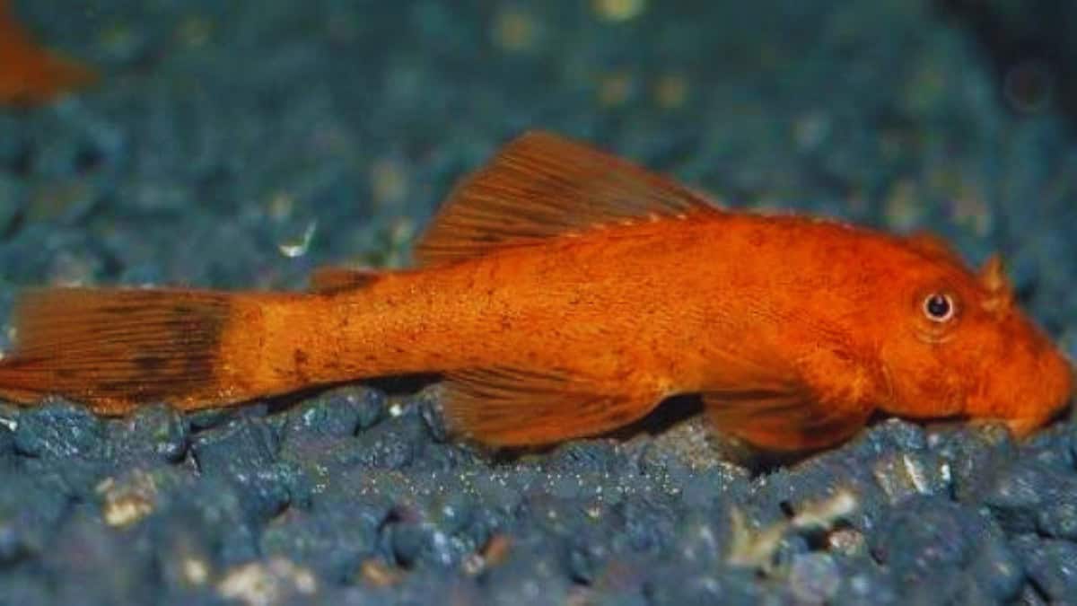 Algeneter aquarium beginners: complete gids