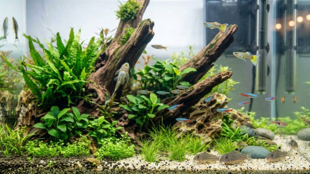 Algeneter aquarium
