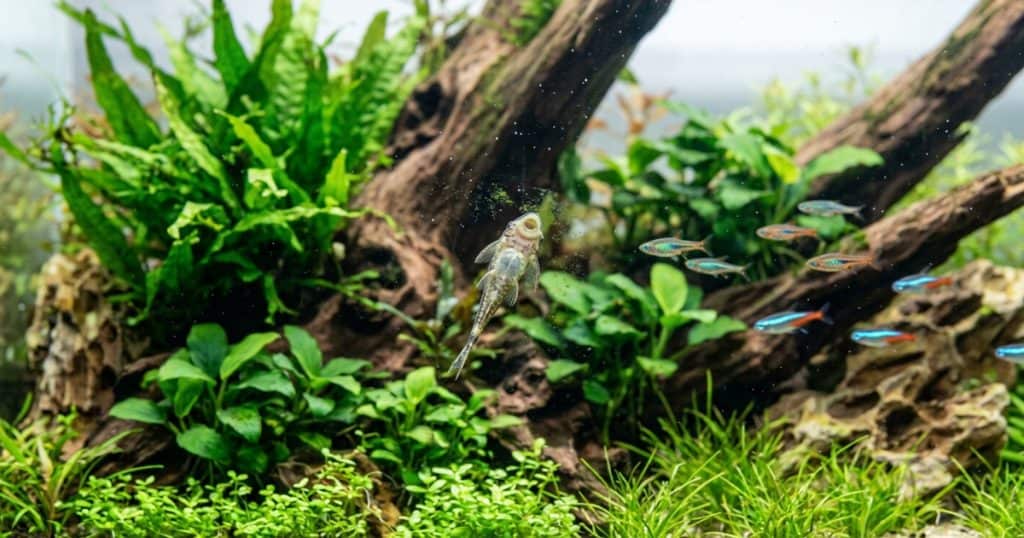 Algeneter aquarium